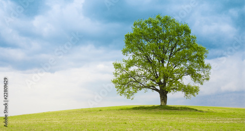Tree on the meadow