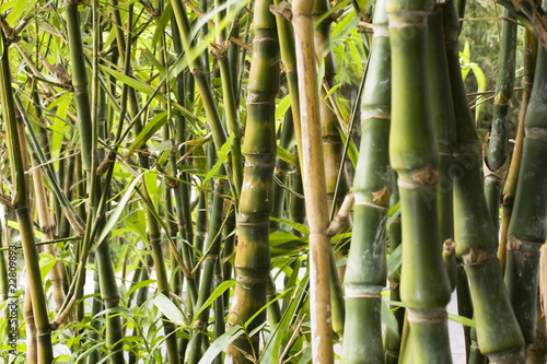 Green Bamboo Forest for background