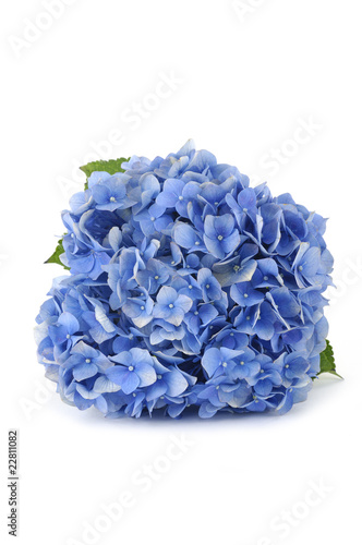 Beautiful blue hydrangea © brother wang