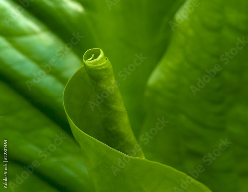 Gunnera photo