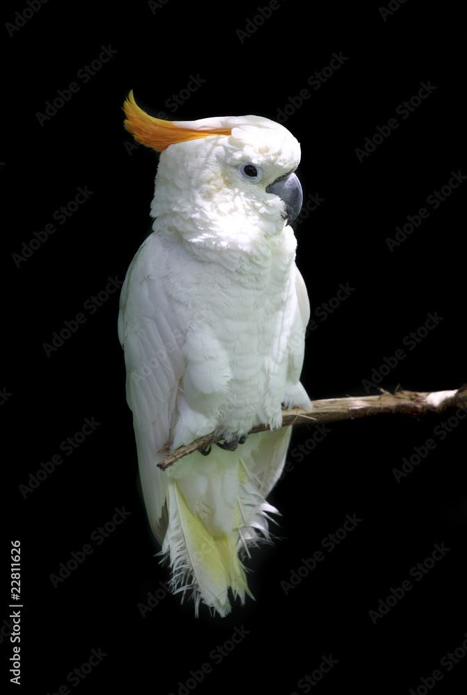 white parrot