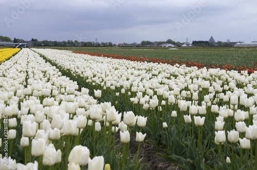 field of flowers with tulips