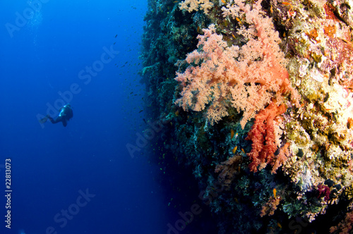 scuba diver on shark reef