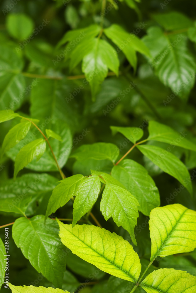 Fresh green plant leaves after rain with selective focus Fresh green plant leaves after rain with selective focus