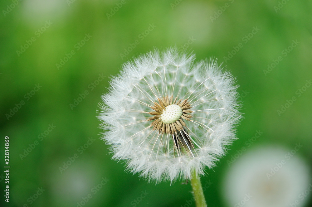 Fototapeta premium Mniszek lekarski