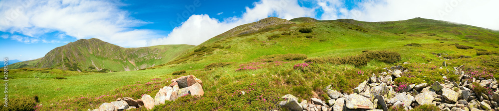 Carpathian Mountains panorama with pink rhododendron flowers