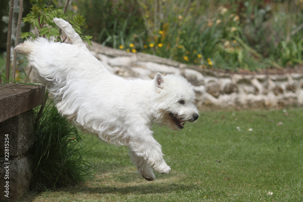 west highland white terrier sautant du banc west highland white terrier sautant du banc
