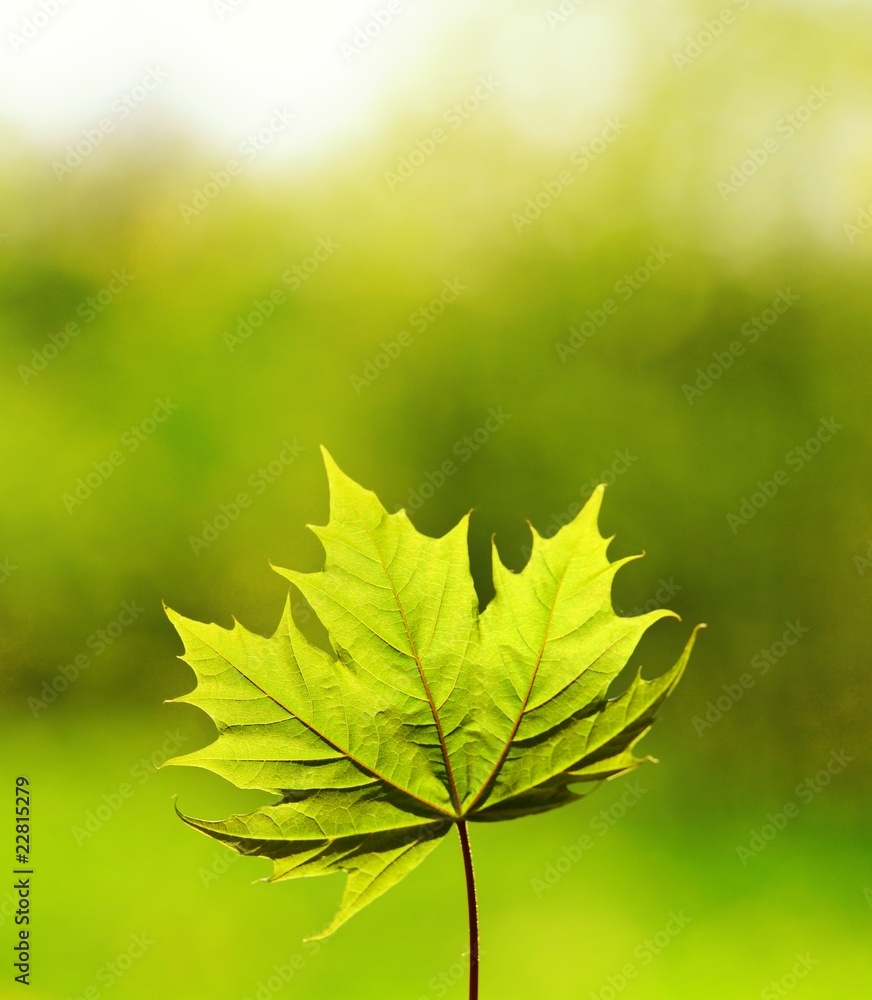 Picture of a green leave over abstract blurred background Picture of a green leave over abstract blurred background