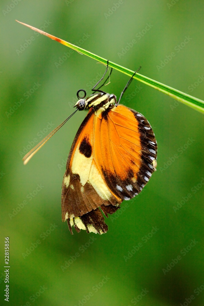 Fototapeta premium Appealing butterfly on a stem