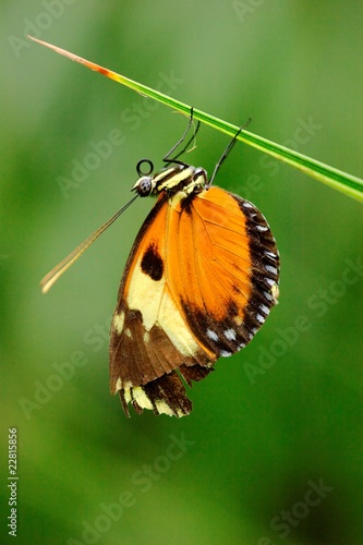 Appealing butterfly on a stem © tom25580