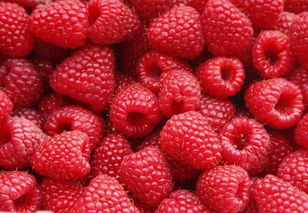 Crédence de cuisine Fruits Framboises mûres sucrées fond rouge  © vikidi