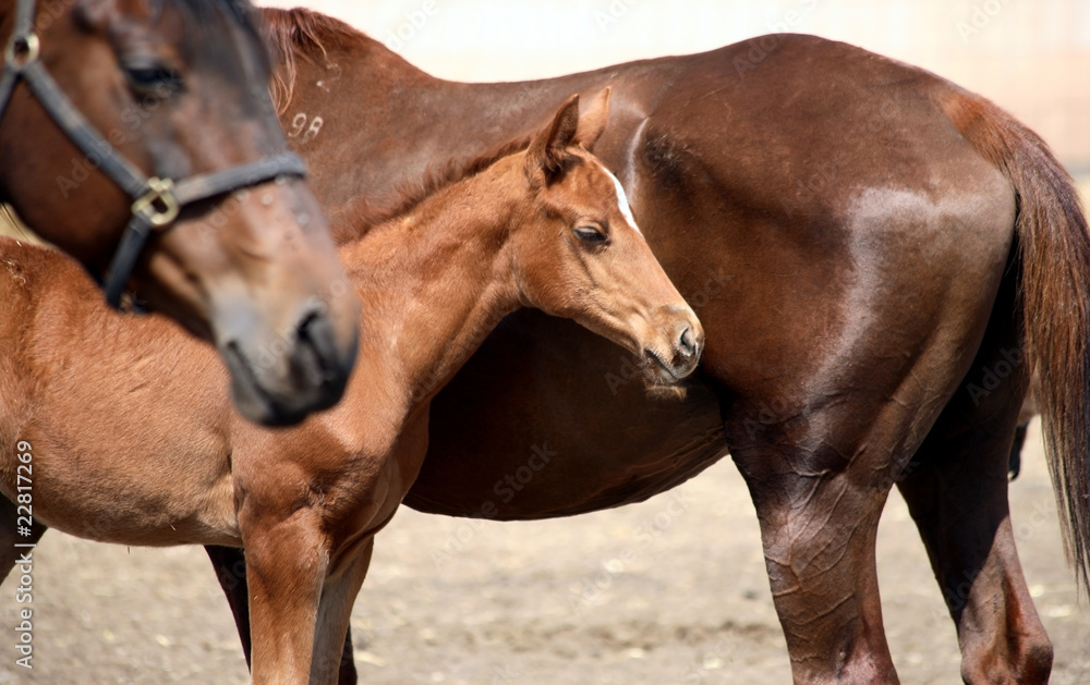 three horses, two big and one small three horses, two big and one small