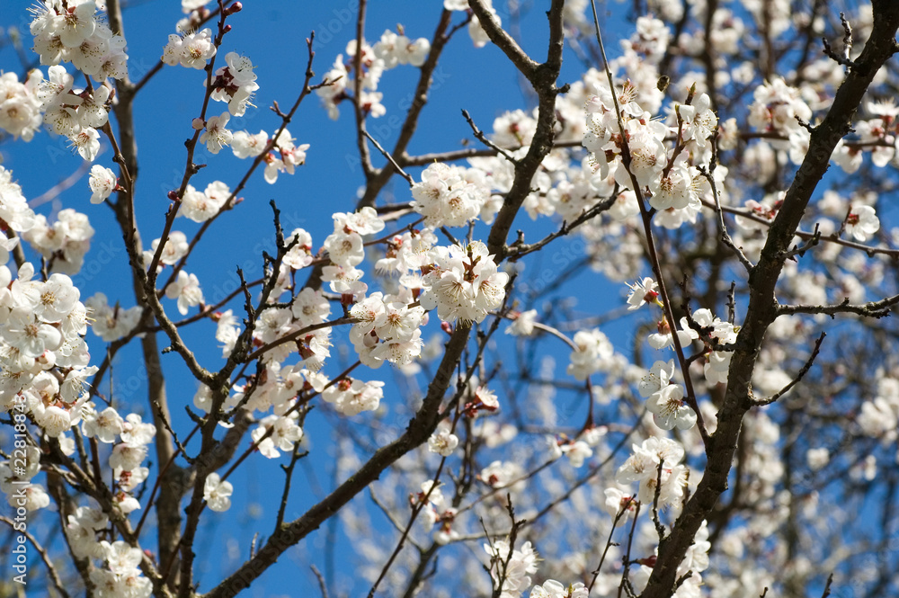 Flowers of apricot Flowers of apricot