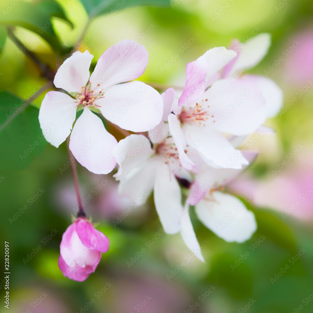 Beautiful spring blossom close-up Beautiful spring blossom close-up