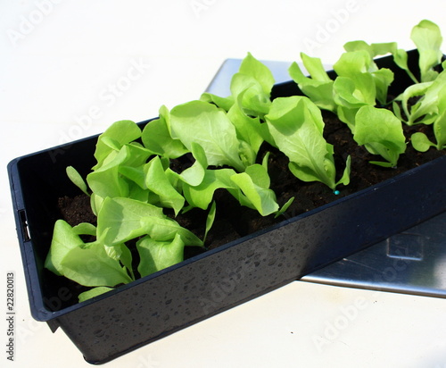 plants de salade en godet photo