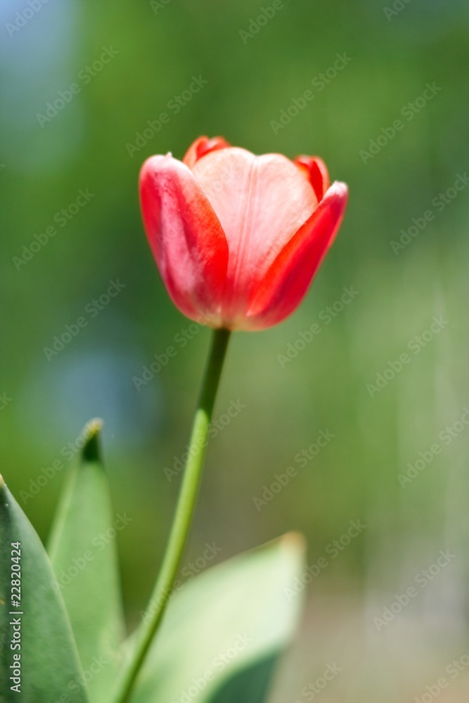 red spring a young tulip with green leaves red spring a young tulip with green leaves