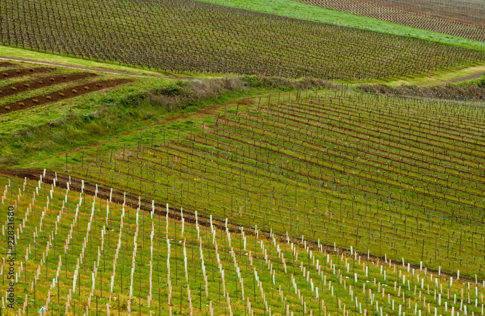 Oregon Wine Fields