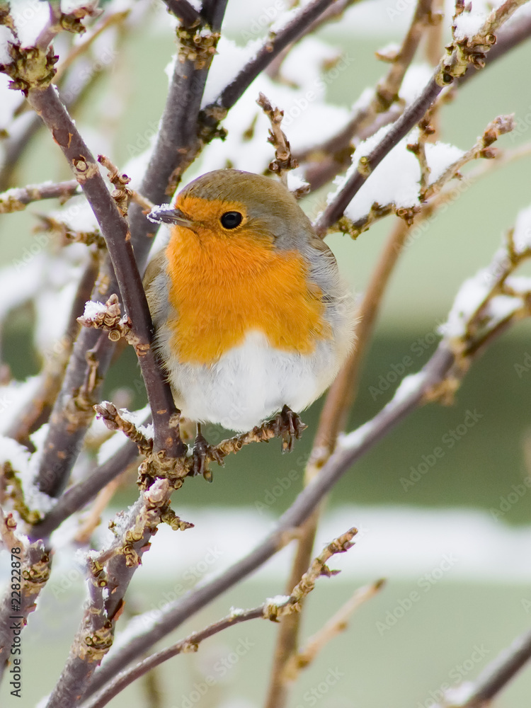 Fototapeta premium European red robin and snow perched in a bush with snow on the beak and a garden fence in the background