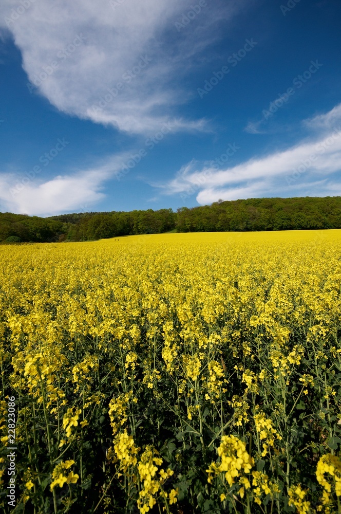 Fototapeta premium Rapsfeld