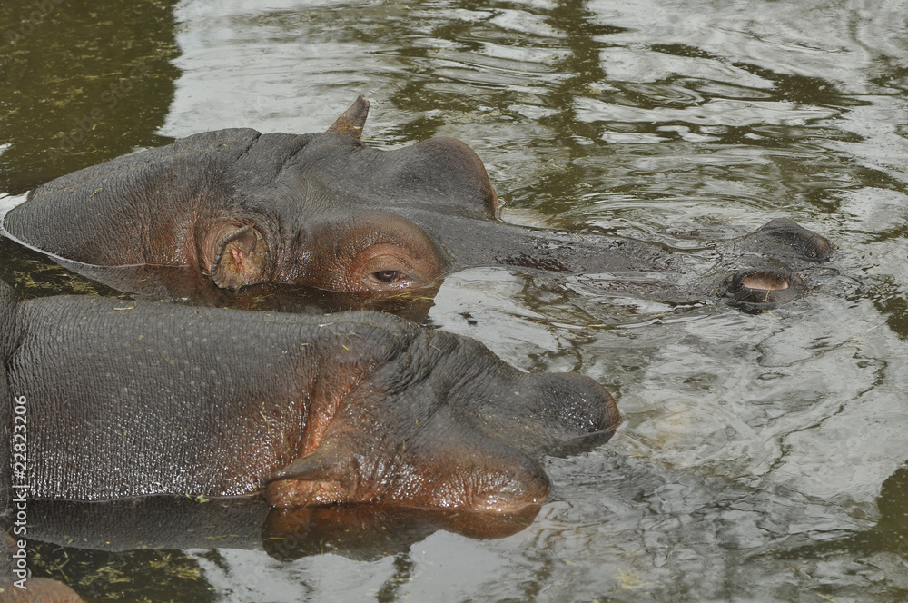 Têtes d'hippopotames Têtes d'hippopotames