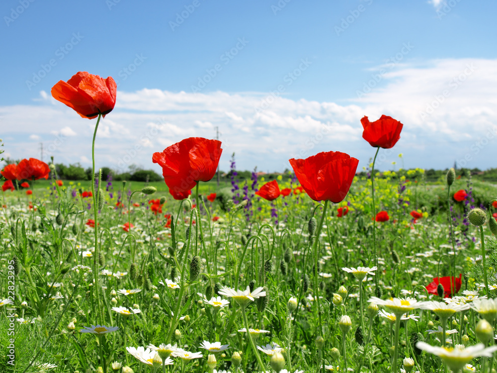 Naklejka premium poppy field