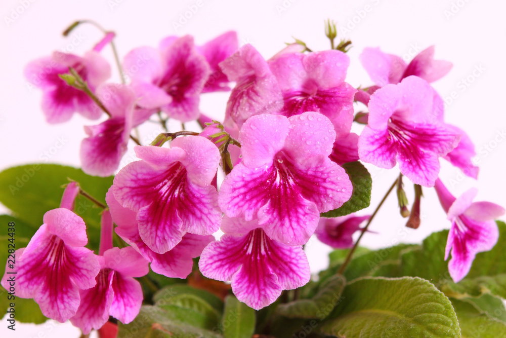 Naklejka premium blumenhintergrund,rosa