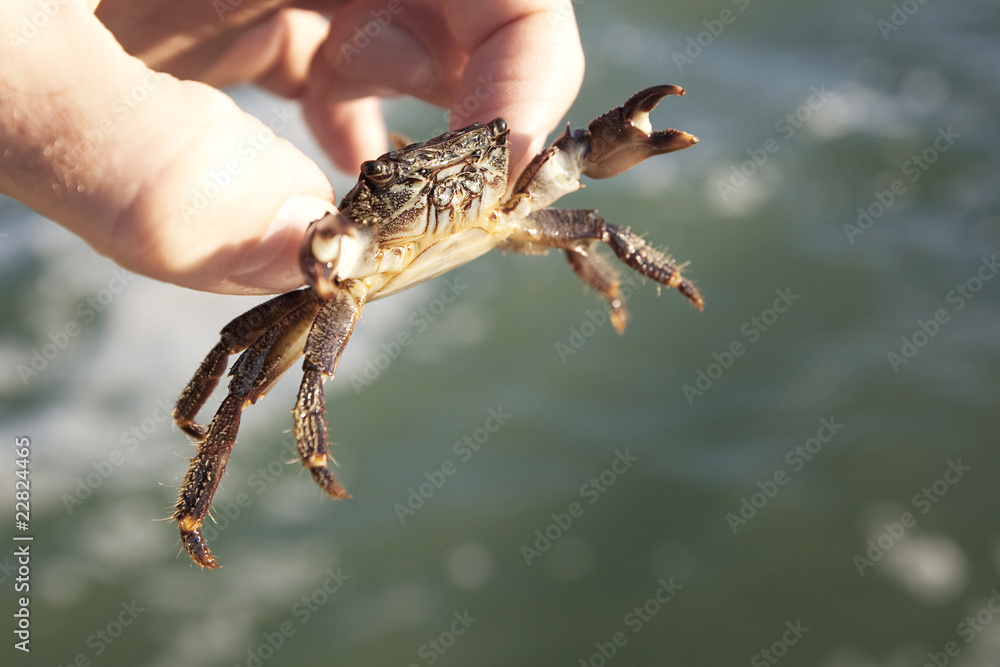 joy crab