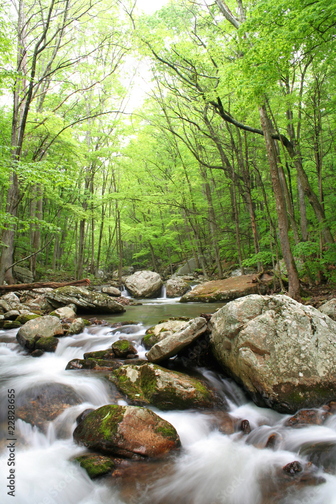 Obraz premium Creek during Spring