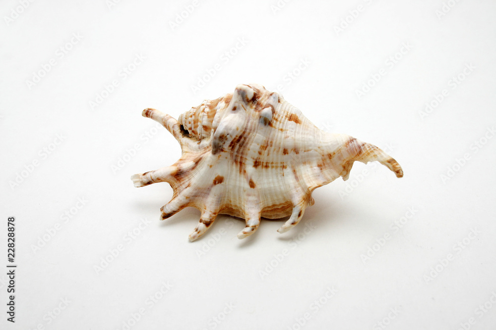 Ornamental shell or trumpet shell with horns in white Ornamental shell or trumpet shell with horns in white