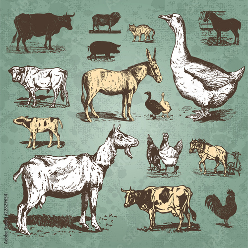 farm animals vintage set (vector)