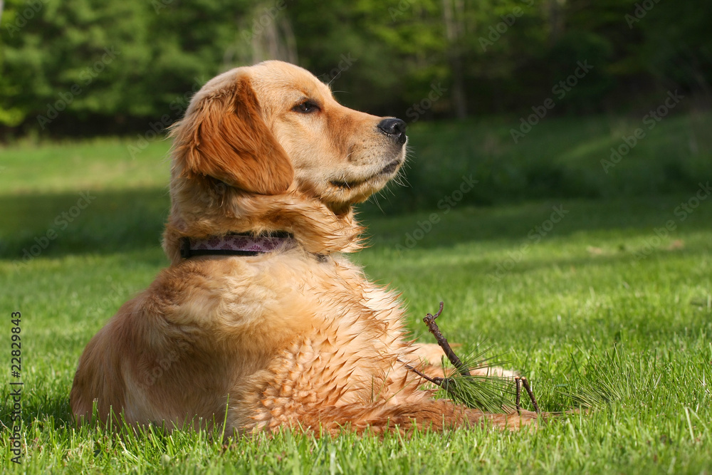Golden Retriever Laying In Grass Profile