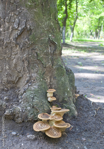 Spring mushrooms in the park