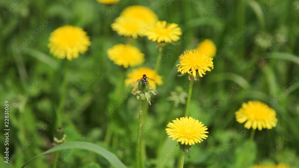 Bee on a yellow flower Bee on a yellow flower