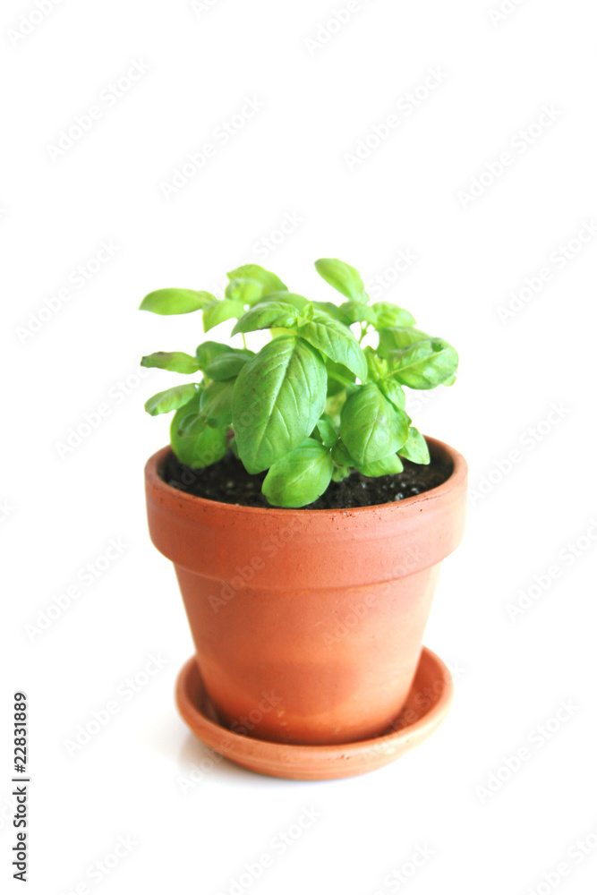 Basil Basil