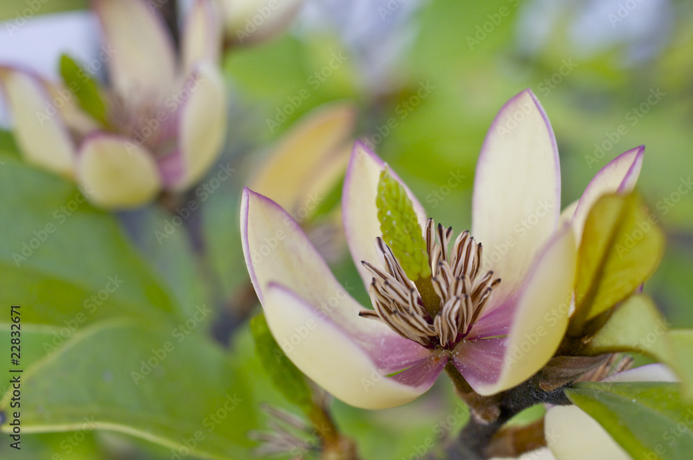 Fototapeta premium カラタネオガタマの花