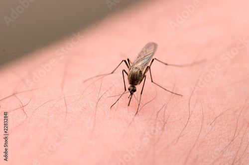 Bloodsucking mosquito