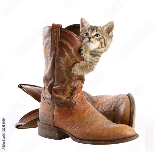 Kitten Playing in Cowboy Boot