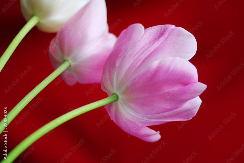 Fototapeta premium チューリップ