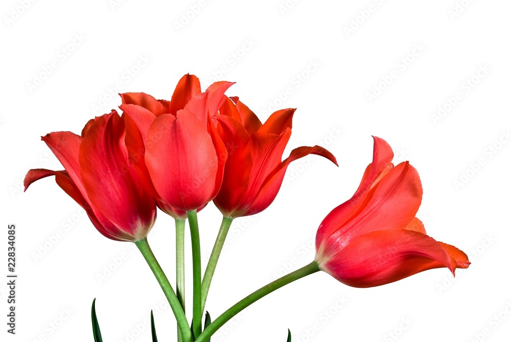 bouquet of red tulips on a white background