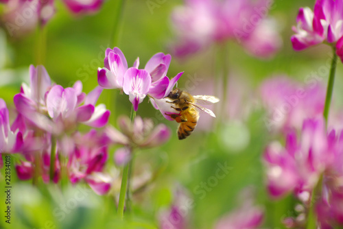 レンゲの蜜を吸う蜜蜂