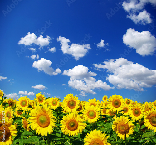 sunflower field