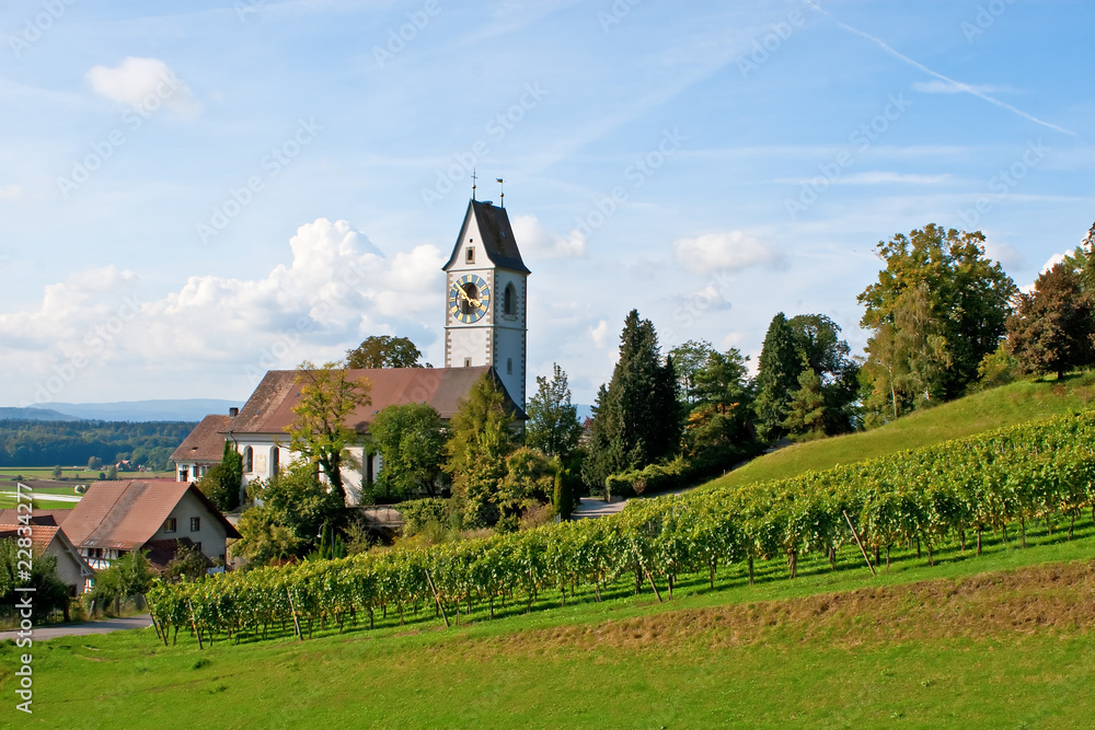 Vineyard Vineyard