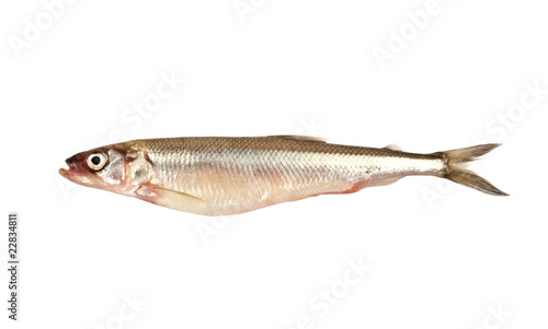 smelt isolated on white background