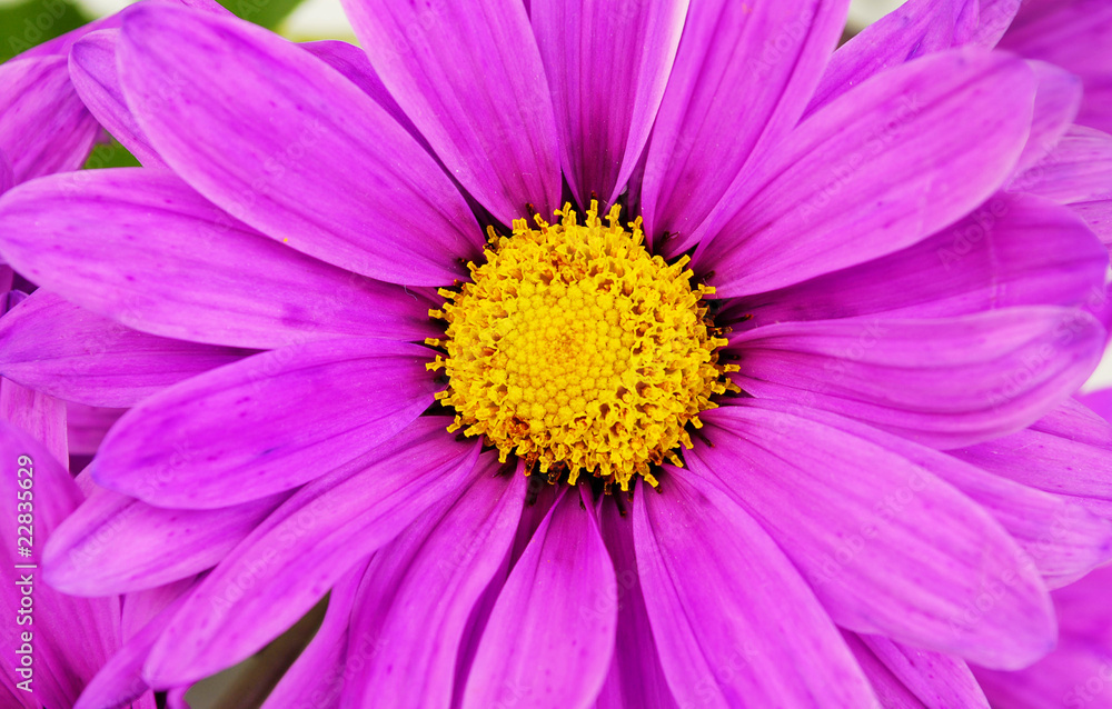 Purple daisy flowers closeup.