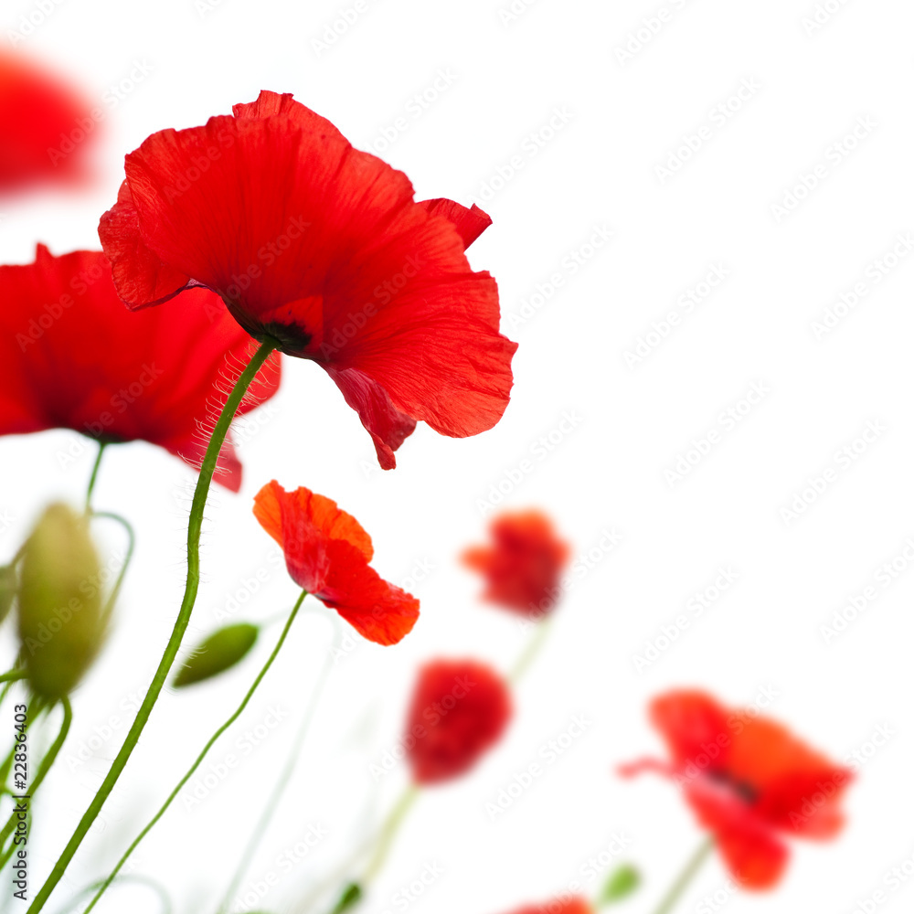 Fototapeta premium poppies isolated on white background- border angle of page