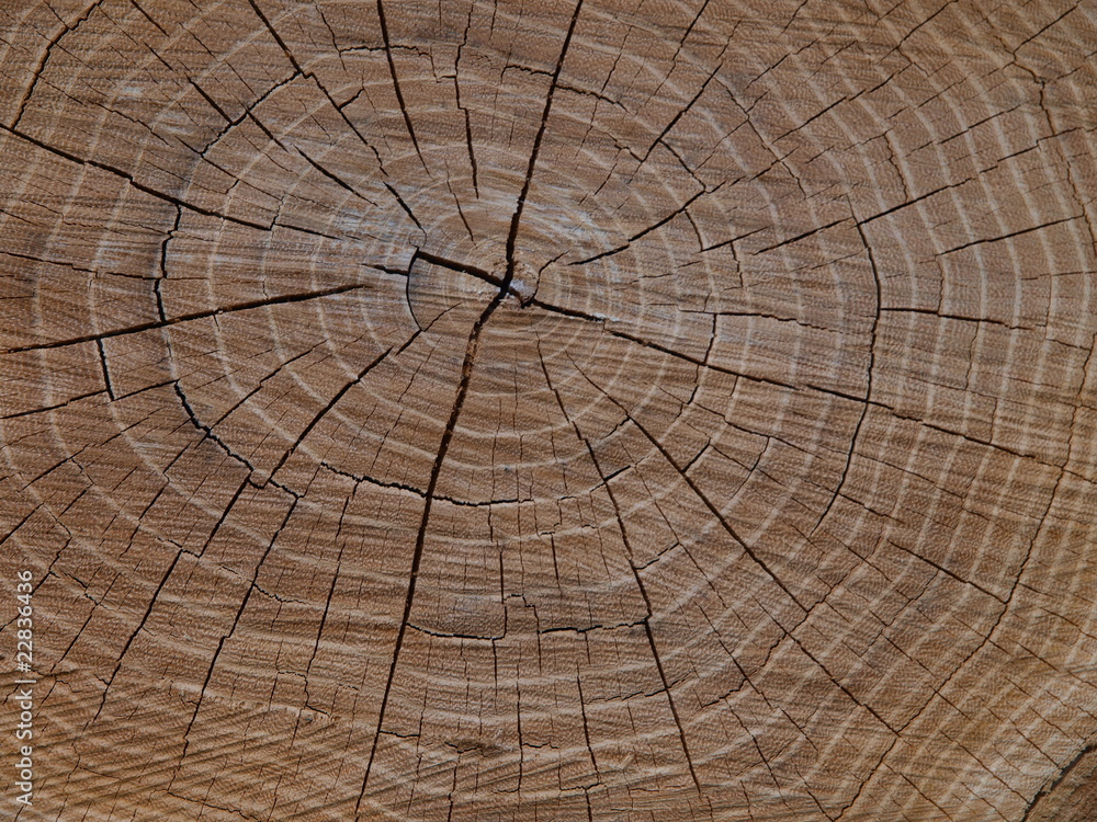 Fototapeta premium baumstamm