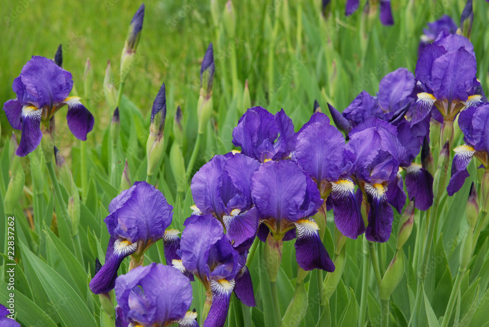 blue and purple colored iris flowers blue and purple colored iris flowers