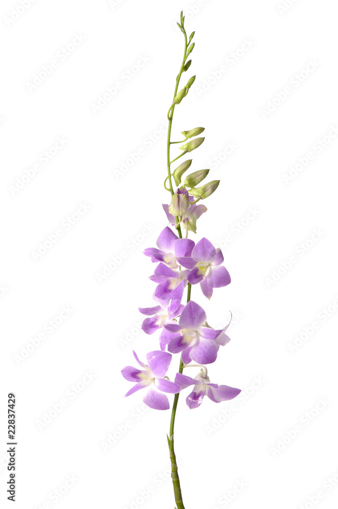 Branch of violet orchids