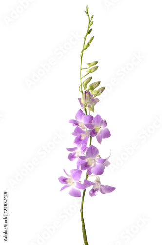 Branch of violet orchids