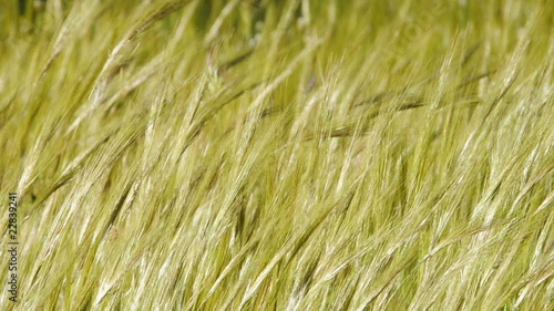 landscape of grass spikes moved by the wind